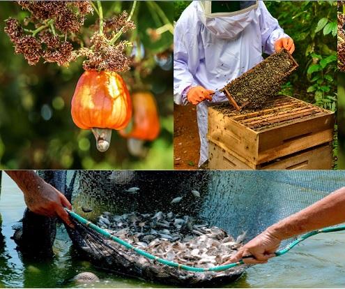 Cursos vão incrementar cadeias de produção do caju, peixe e mel em Barras. Participe!