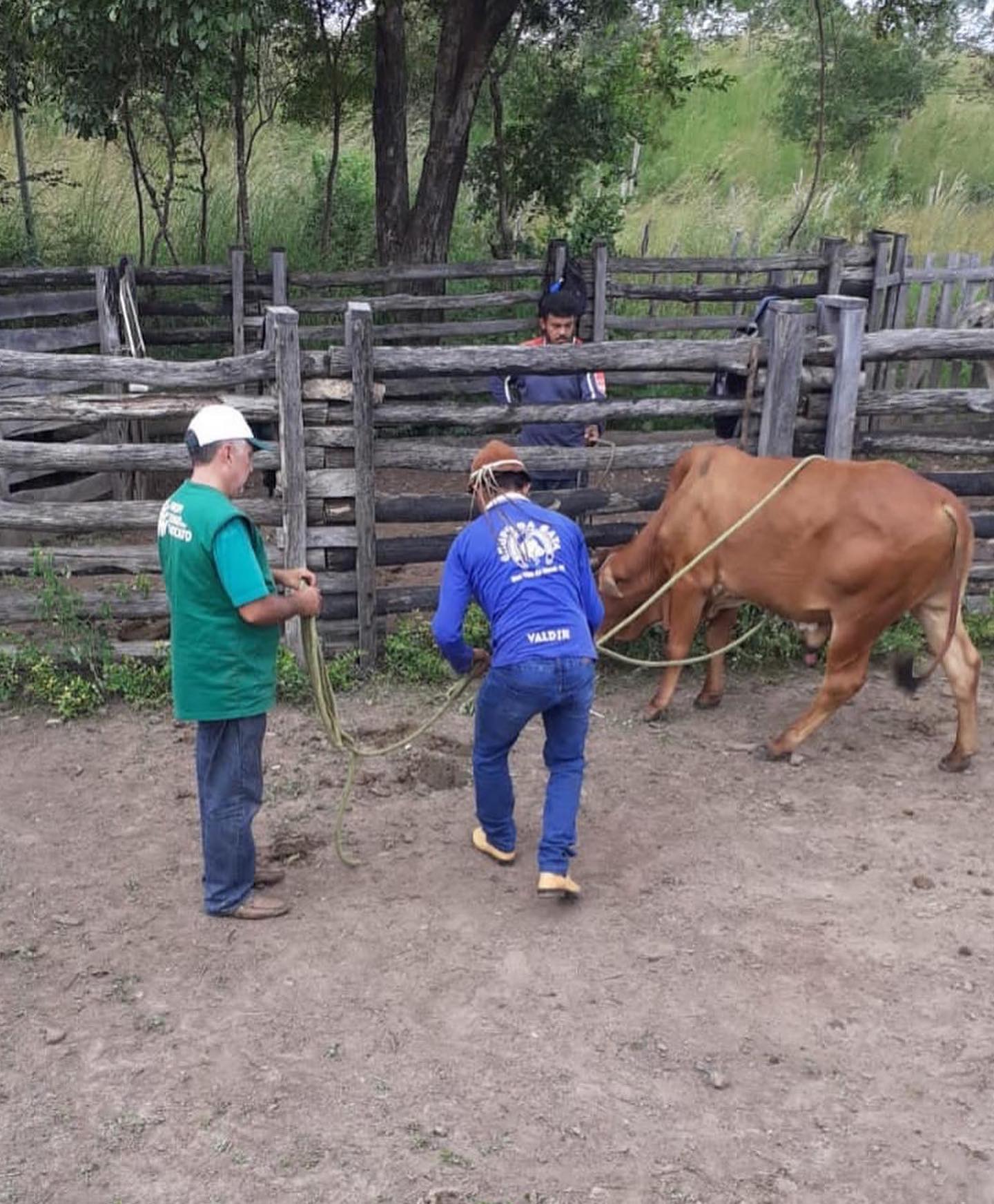 Barras realiza curso de Manejo de Gado de Corte