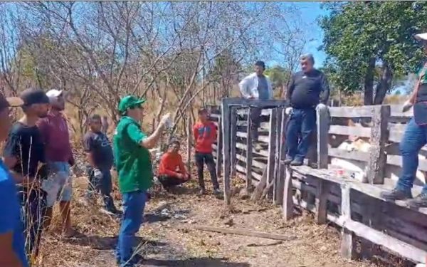 Prefeitura de Barras realiza oficinas de manejo em gado de corte e de primeiros socorros