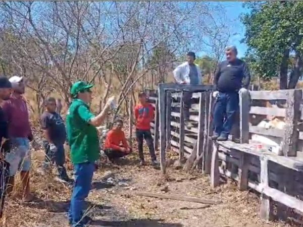 Prefeitura de Barras realiza oficinas de manejo em gado de corte e de primeiros socorros