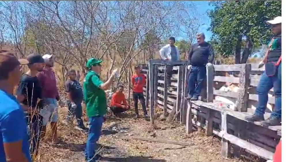 Prefeitura de Barras realiza oficinas de manejo em gado de corte e de primeiros socorros