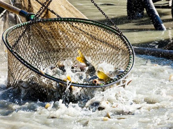 Unidade Básica de Produção de Pescados da Região dos Cocais já vai ser licitada