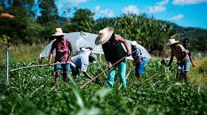 MERENDA ESCOLAR| Prefeitura de Barras faz chamada pública para agricultores